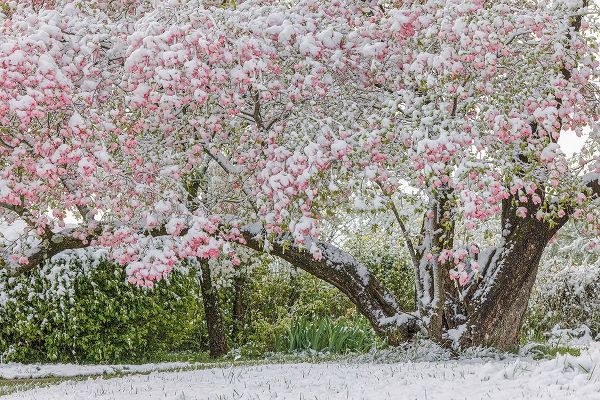 Jones, Adam 아티스트의 Light snow on pink dogwood tree in early spring-Louisville-Kentucky작품입니다.